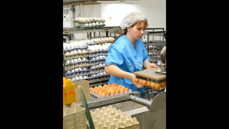 Сортироа яйца