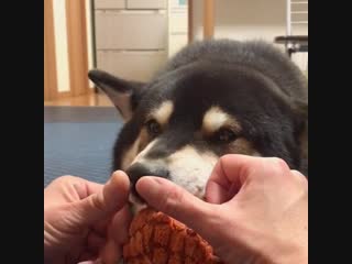 No booping grrrr 🚫