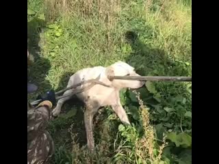 Брошенная мамочка с щенками в лесу пойманы