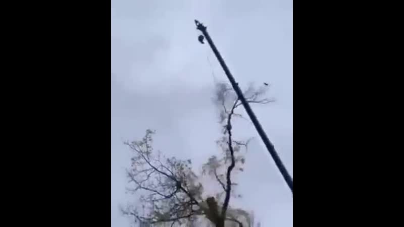 Спасение котейки ( вы когда нибудь видели мёртвого кота на дереве?)