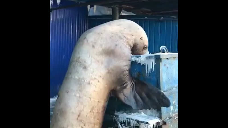 Тюлени жгут