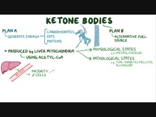 10 ketone body metabolism