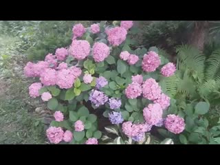 Уход и подкормка гортензий ! boom boom boom wilted flower ⚘ tulip cherry blossom bouquet hibiscus rose ( 360 x 640 ) mp4