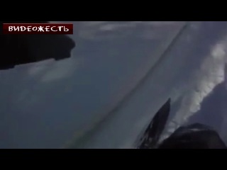 Лось не уступил дорогу (с) видеожесть