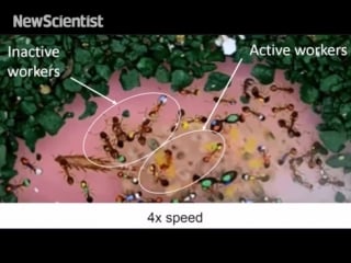 Lazy ants chill out while other workers toil