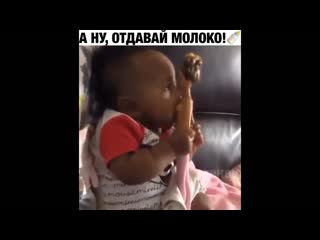 А ну, отдавай молоко!