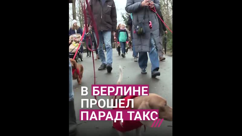 Парад такс в берлине
