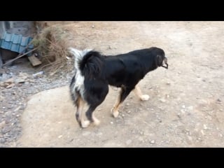 Хан халтар 🐾🐾🐾🐾 хулиганит 😃