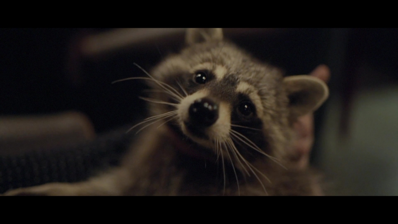 Енот бар курск