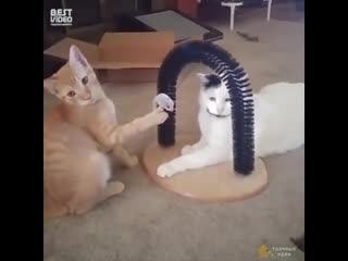 Приколы с котами
