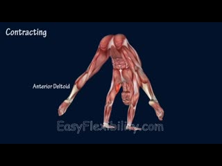 Sls how to press handstand tutorial progression muscle animation easyflexibility