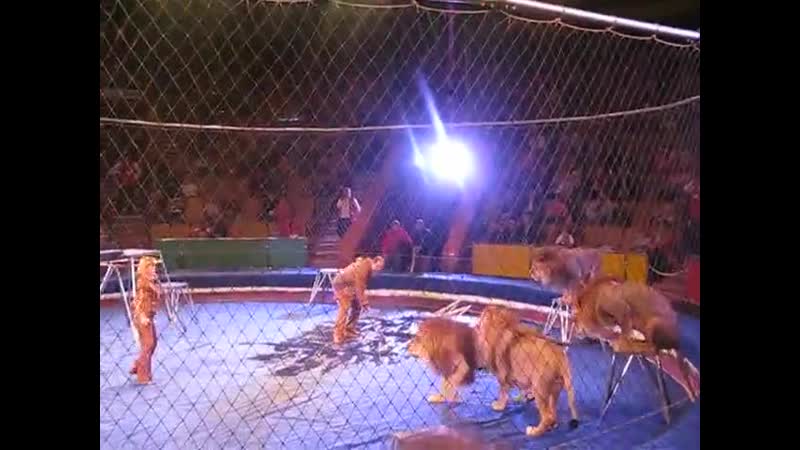Львы напали на дрессировщика