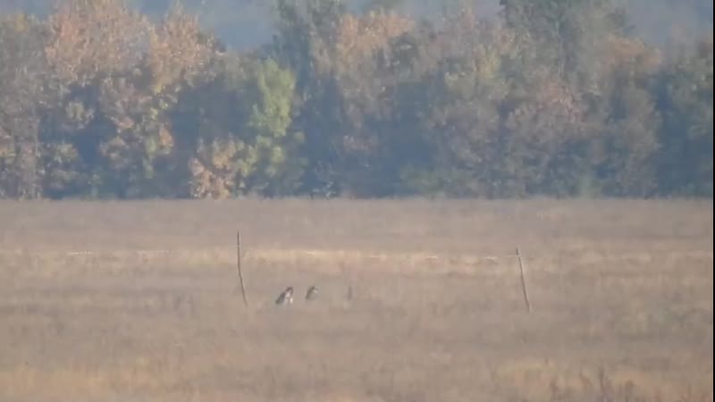 Уничтожение снайпером укро фашистов