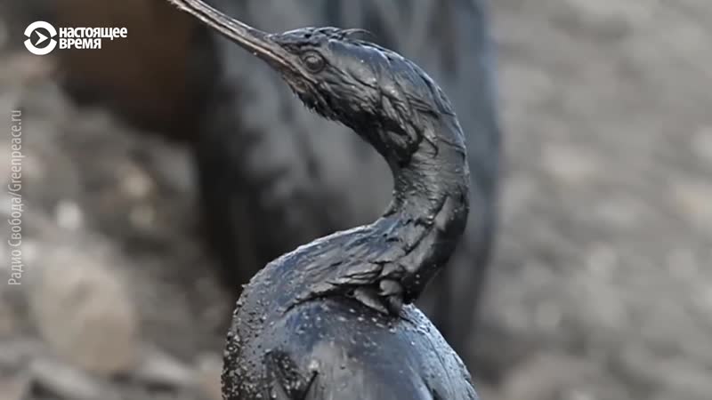 Гринпис выпустил книгу о состоянии экологии в россии