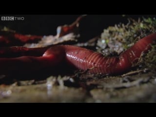 Monster leech swallows giant worm wonders of the monsoon episode 4 bbc two