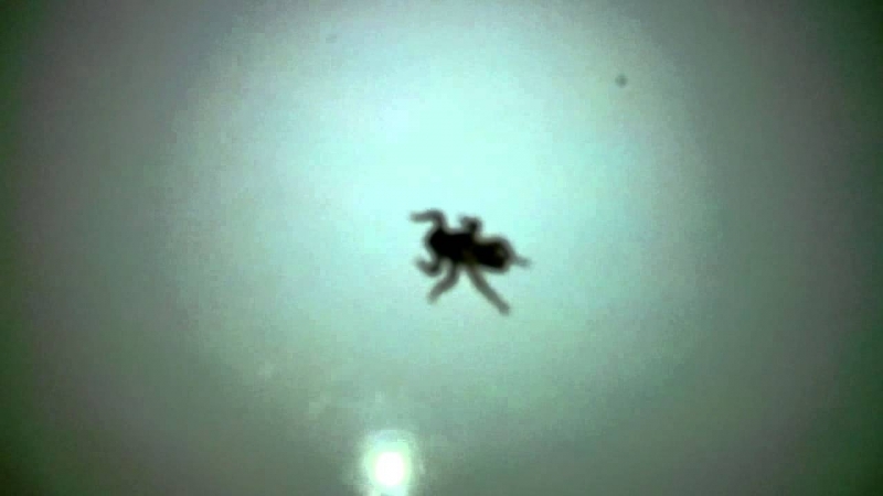 Оленья кровососка, лосиная муха, лосиный клещ