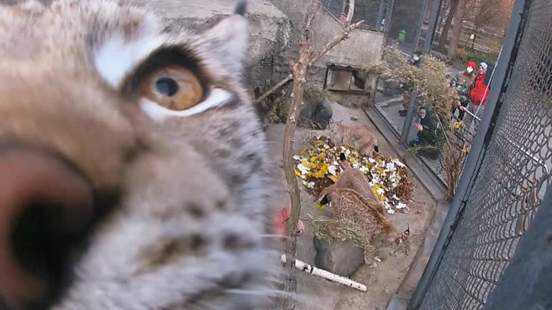 Скрытая съемка рыси валяются в осенних листьях