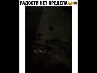 Когда впервые увидел ежика 🦔