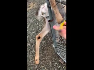 Guy frees a baby deer from a fence