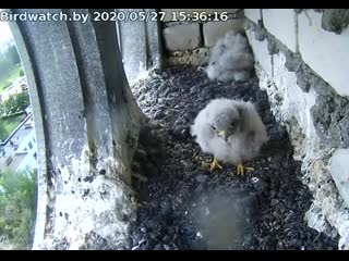 Common kestrel live from brest, belarus