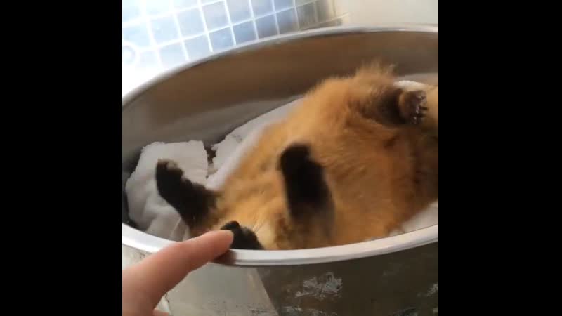 Японская куница играет