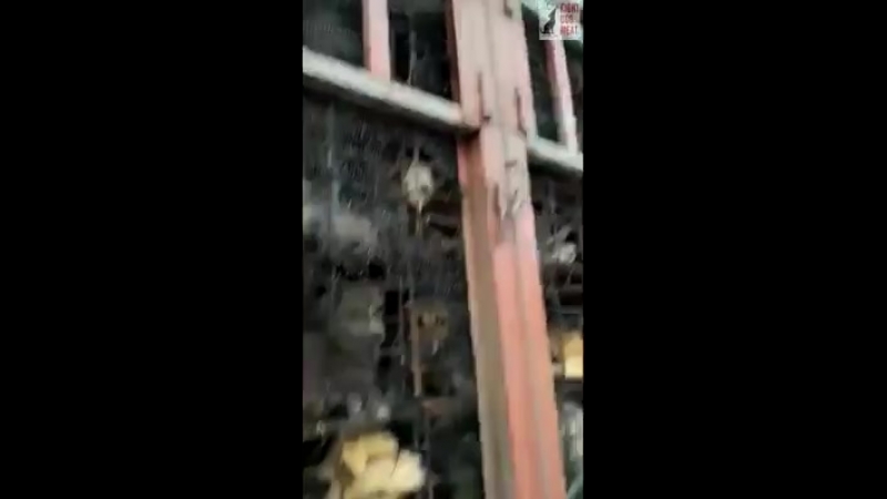 Новорожденный щенок на пути на бойню