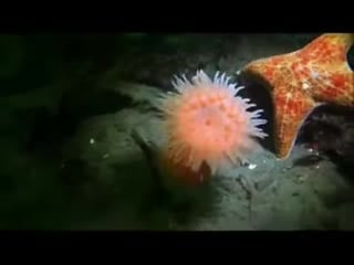 Anemone fleeing from a starfish