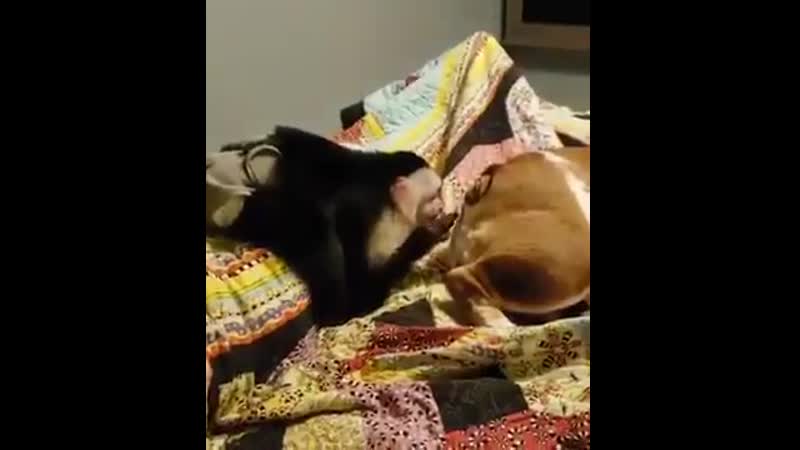 Мартышка и очко