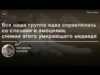 Умирающий белый медведь на канадском острове