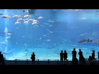 Самый большой аквариум в мире релакс видео kuroshio sea 2nd largest aquarium tank in the world