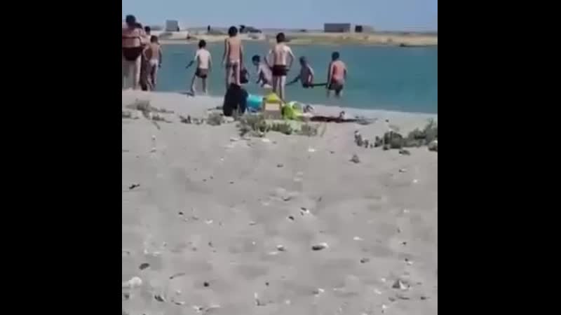 Люди забили тюленя