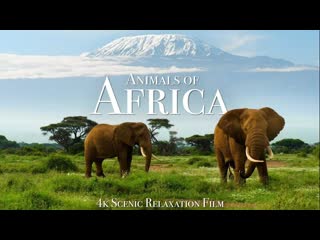 Молодые сафари porn safari 4k scenic wildlife film with african music