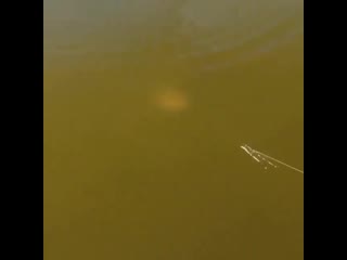 Жадная поклёа