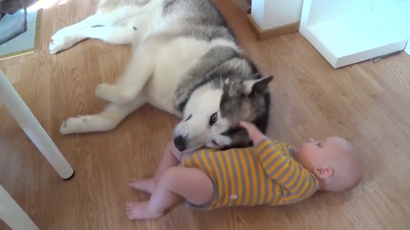 Хаски и малыш husky and baby