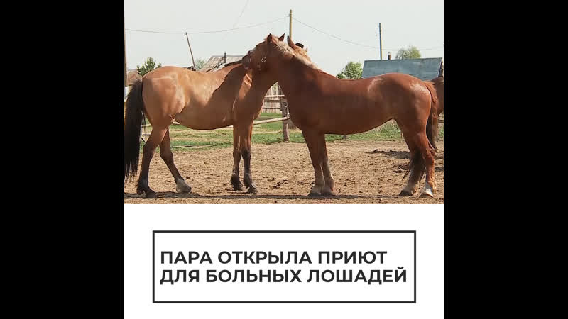 Приют для больных лошадей