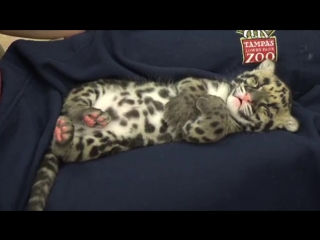 Catnapping clouded leopard cub