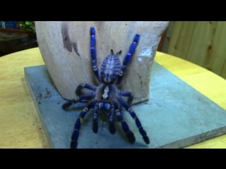 The gooty sapphire tarantula showing tremendous form