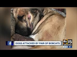 Dogs porn by pair of bobcats