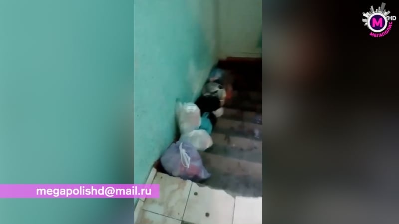 Мегакорр свинарник в подъезде