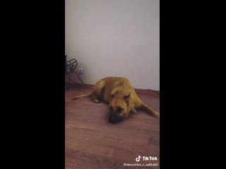 Создал паблик и постит видео из тиктока