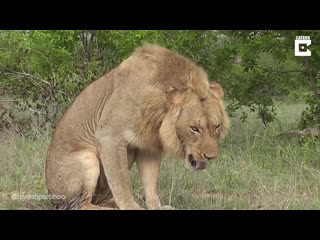 Льва стошнило / vomiting lion looks like cat