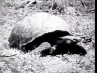 Красивая пришла ты, я, рептилия