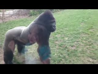 This is why you don’t pound on your chest in front of a silverback