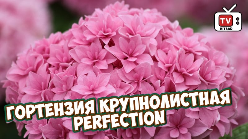 Гортензия крупнолистная perfection 🌸 покупка саженца 🌸 как сохранить саженец до посадки в грунт