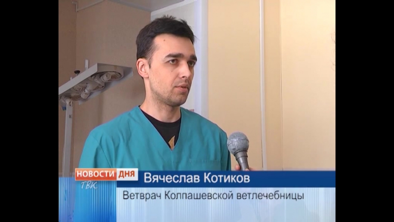 На глазах у колпашевцев бродячие молодые растерзали таксу