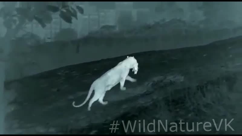 Леопард выхватывает у свиньи ее детеныша и убегает