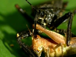 Страсти по насекомым1 6 серия "без ума от насекомых" / insectia 1 without a mind of insects