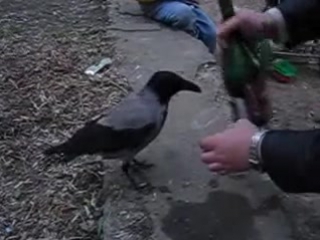 Ворона алкаш raven drunkard