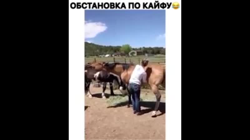 Жена отправила видео как чешет пузико коню🥺 так мило😉