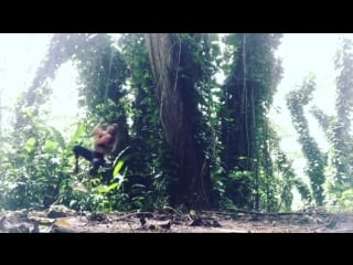 Cassidy klein с другом катаются на лиане как тарзан, секс звезда порно модель